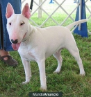 ESPECTACULAR BULL TERRIER HEMBRA Y MACHO - mejor precio | unprecio.es