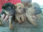 Excepcionales cachorros SHAR PEI, muy Baratos, Pedigre Rsce (Loe) - mejor precio | unprecio.es