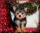 lovely pura raza cachorro hembra de Yorkshire terrier - mejor precio | unprecio.es