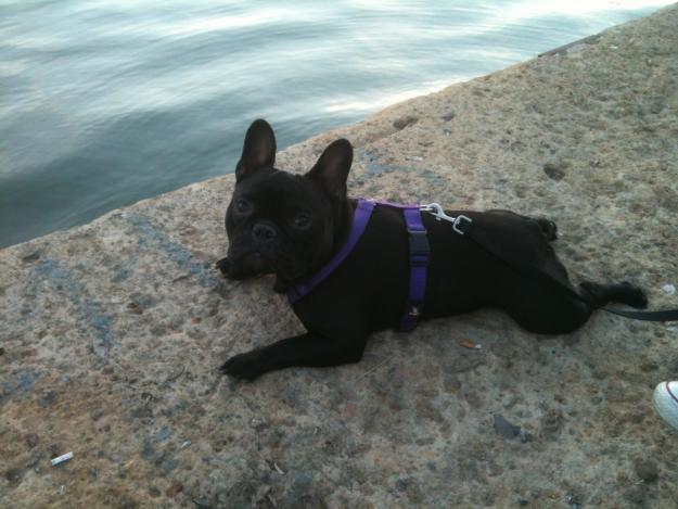 Precioso frenchie busca novia
