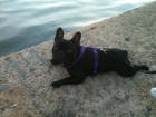 Precioso frenchie busca novia - mejor precio | unprecio.es