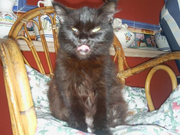 regalo gata angora