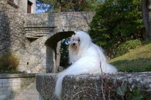 Sementales para montas Bichón Maltés
