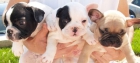 Tu Bulldog frances, vendo cachorros - mejor precio | unprecio.es