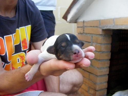 Vendo cachorros de Bodeguero Andaluz - 1 mes