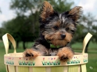 Yorkie Cachorros - mejor precio | unprecio.es