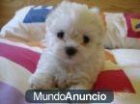 BICHON MALTES VACUNADOS Y DESPARASITADOS - mejor precio | unprecio.es
