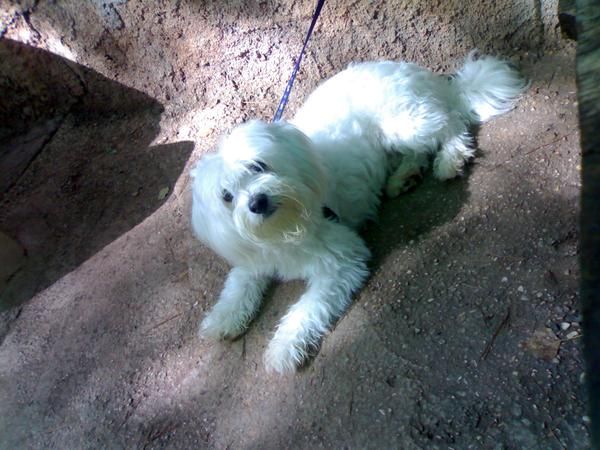 busco hembra para montar mi bichon maltes de unos 6kilos