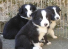 Cachorros border collie - mejor precio | unprecio.es