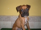 Cachorros disponibles - Oferta - mejor precio | unprecio.es