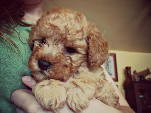 Caniche toy (teacup), cachorrito