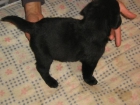 excelente  camada de labrador - mejor precio | unprecio.es