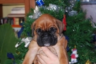 maravillosos cachorros de BOXER CON PEDIGREE 350 EUROS - mejor precio | unprecio.es
