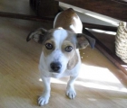 Perrita en adopción - mejor precio | unprecio.es