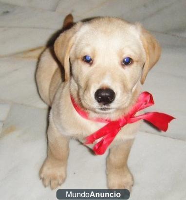 Perro Labrador