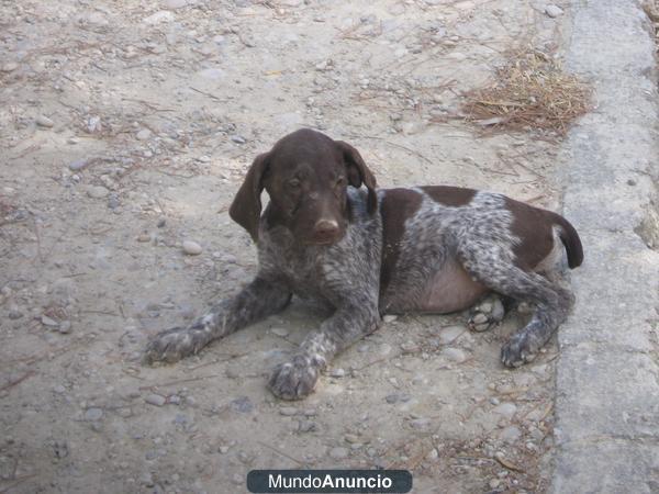 VENDO CACHORROS DE BRACO ALEMAN