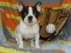 cachorros de bulldog frances a buen precio 450 euros. - mejor precio | unprecio.es