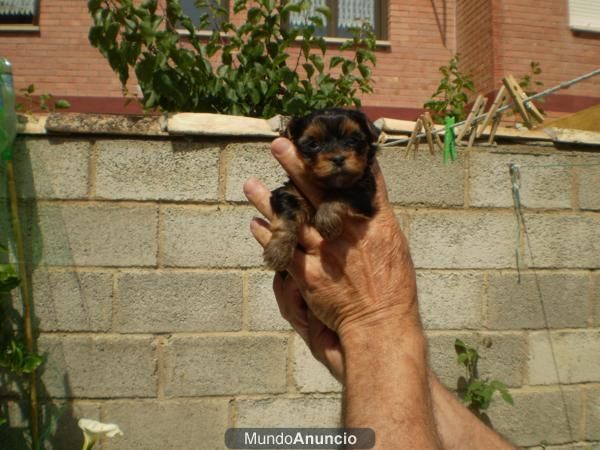 Camadita de Yorkshire , ven a verlos son preciosos