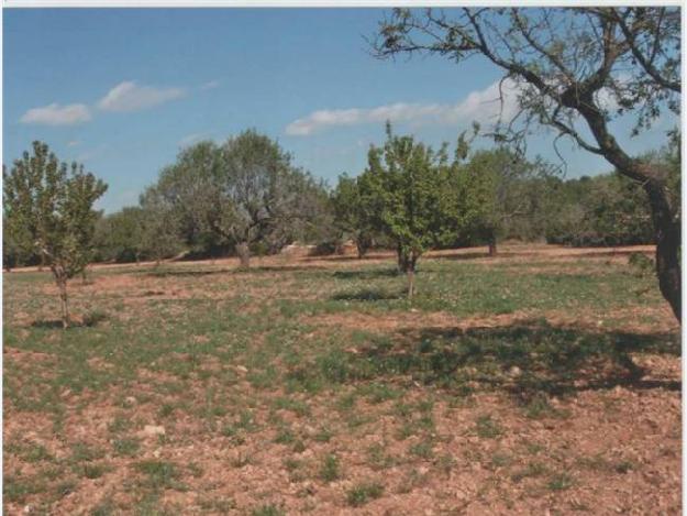 Finca rústica en Pla de Santa Maria, el