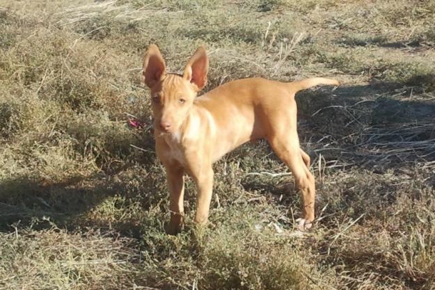 Podenco Andaluz