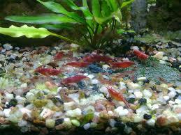 se cambian gambas red cherry