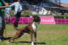 boxer - para venda lop e afixo - mejor precio | unprecio.es