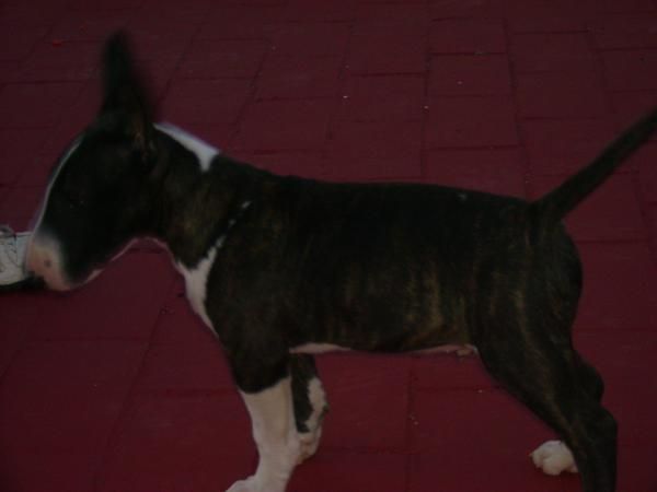 bull terrier miniatura