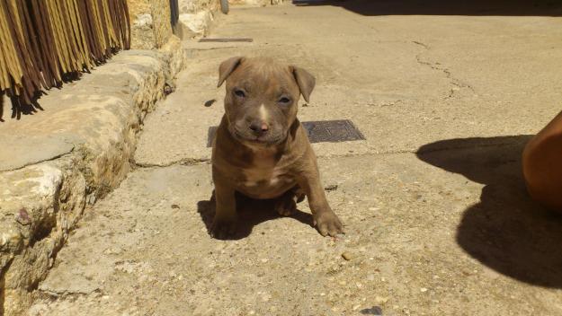 CACHORROS DE PITBULL