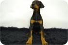 camada de doberman!2mesecitos. cachorros de pura raza! - mejor precio | unprecio.es