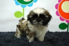 EN www.animalflower.com OFRECEMOS GARANTIAS SANITARIAS POR ESCRITO _ SHIHTZU _ HA UN BUEN PRECIO - mejor precio | unprecio.es