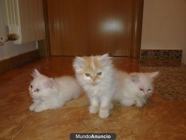 GATITOS PERSAS