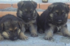interesante camada de cachorros pastor aleman - mejor precio | unprecio.es