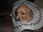 Regalo precioso cachorro mezcla labrador - mejor precio | unprecio.es