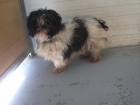 Sacha, pequeña shih tzu en adopción-MURCIA‏ - mejor precio | unprecio.es