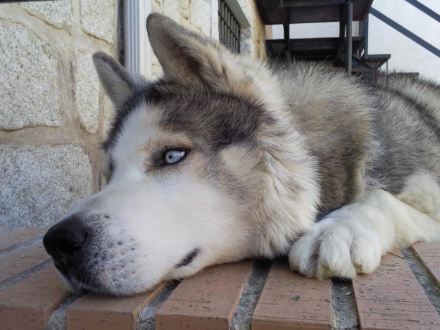 se ofrece perro siberiano malamute para cruza