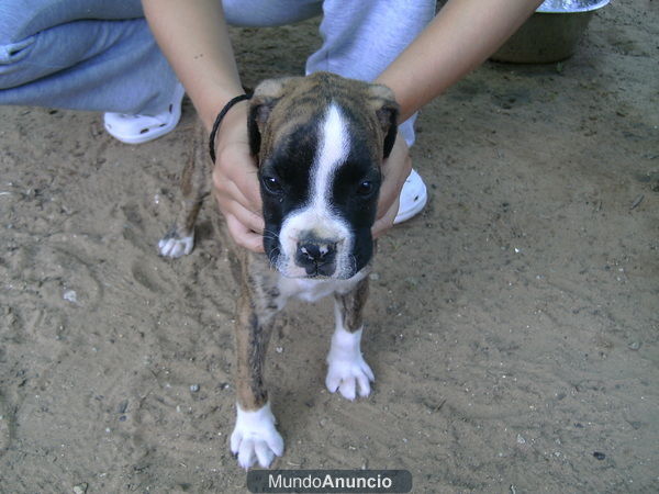 se vende boxer