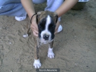 se vende boxer - mejor precio | unprecio.es
