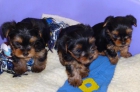 Se venden dos cachorros Yorkshire Terrier con pedigree. - mejor precio | unprecio.es