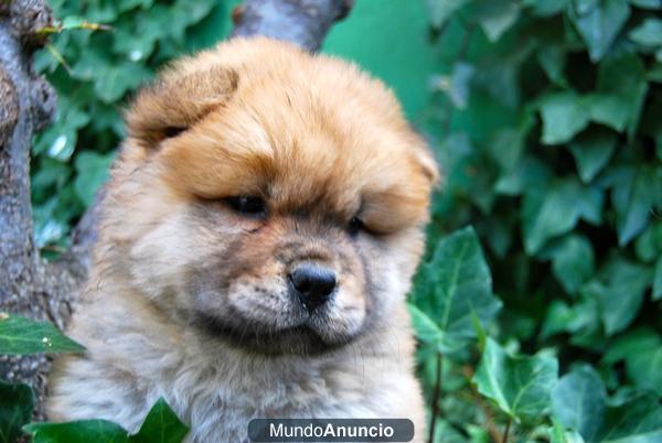 ultimas 2 hembras de chow-chow;excelente genetica; PVP:490 euros