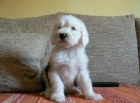 Ultimo cachorrito Bobtail - mejor precio | unprecio.es
