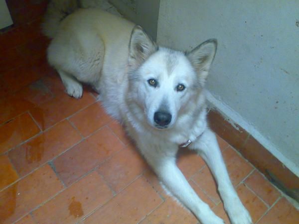 VENDO CACHORROS DE HUSKY SIVERIANO !!!