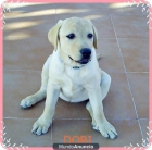 vendo pareja de labrador retriever - mejor precio | unprecio.es