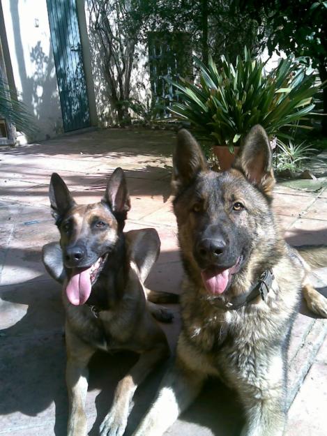 ADIESTRAMIENTO CANINO A DOMICILIO