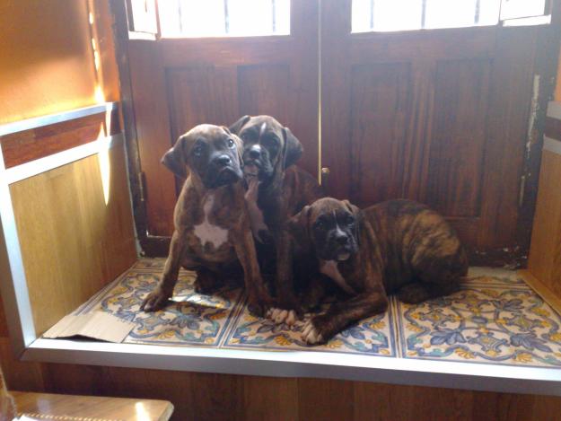 cachorros boxer atigrados