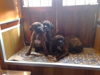 cachorros boxer atigrados - mejor precio | unprecio.es
