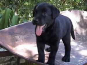 Calidad en LABRADORES CON PEDIGREE 360 EUROS