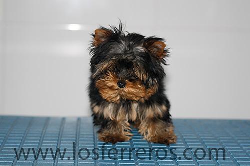 PRECIOSO CACHORRITO DE YORKSHIRE