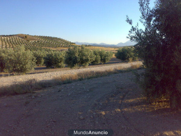 Se vende terreno de olivar en excelente situación y condiciones