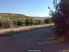 Se vende terreno de olivar en excelente situación y condiciones - mejor precio | unprecio.es