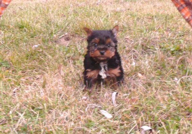 Se vende yorkshire